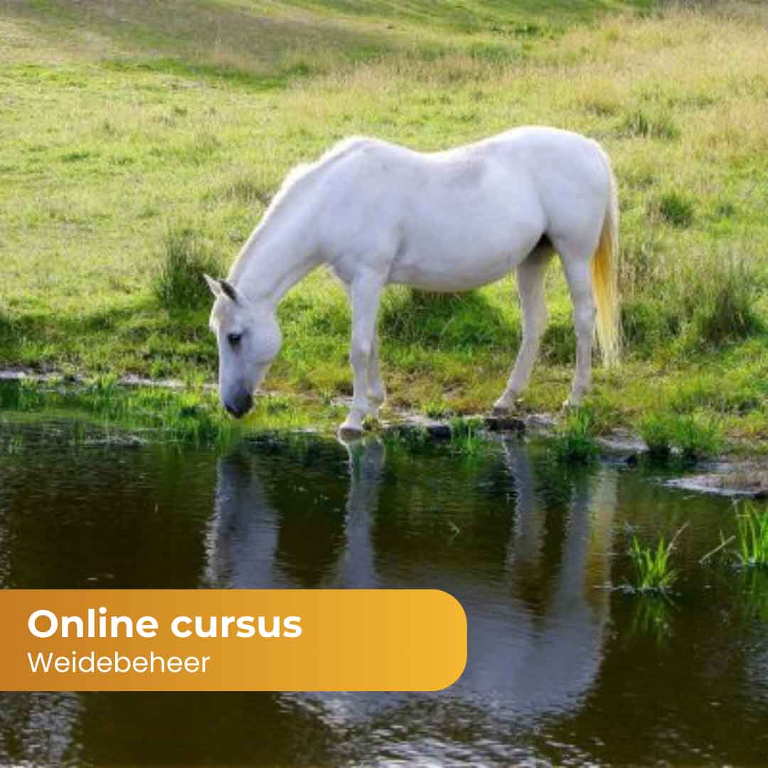 Cursus Online weidebeheer door Paardinclusief-3